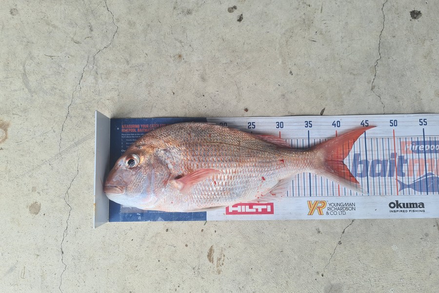 Richard Gardiner caught this 41.0cm Snapper at Whakatane  during The Export NZ Fishing Competition