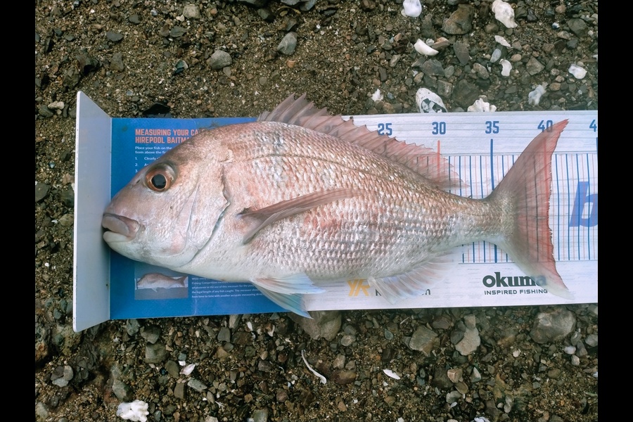 Ben Moretti caught this 40.0cm Snapper at Kerikeri  during The Export NZ Fishing Competition