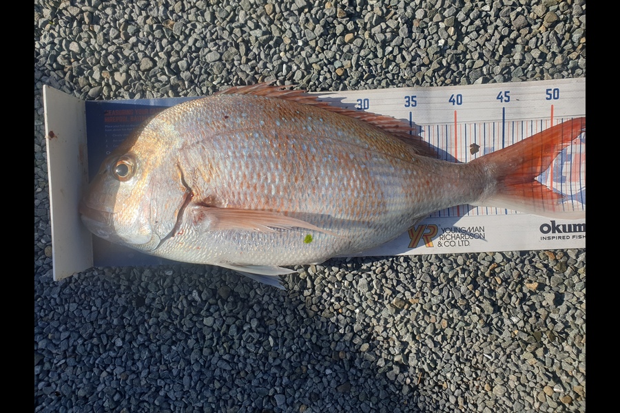 Rodney Niven caught this 48.0cm Snapper at Mana during The Export NZ Fishing Competition