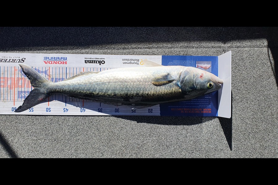 Simon Roberts caught this 54.0cm Kahawai at Coromandel  during The Export NZ Fishing Competition