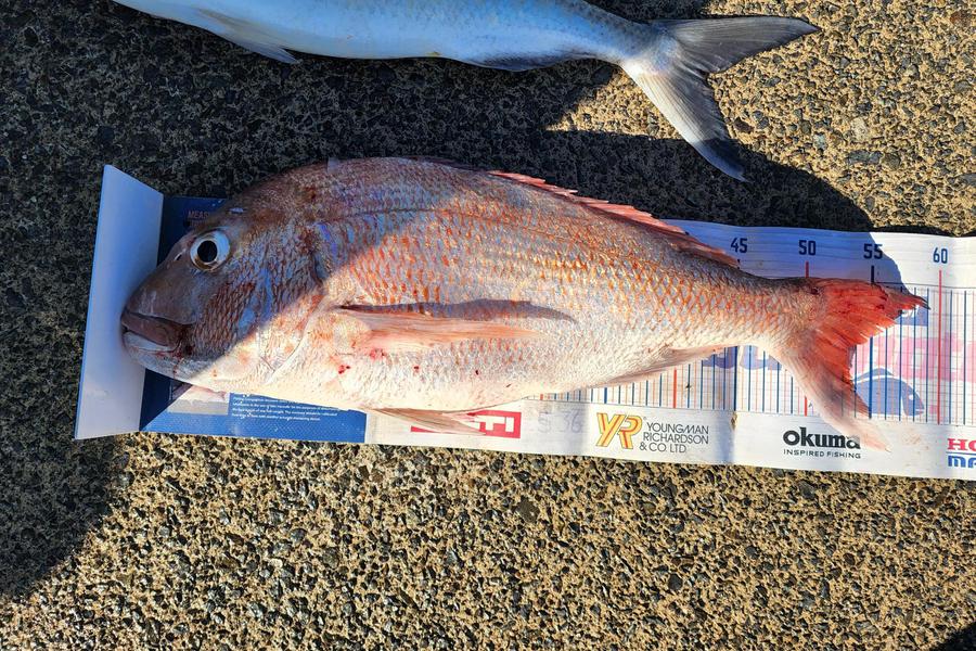 Rosanne Bright caught this 53.5cm Snapper at Hauraki Guld during The Export NZ Fishing Competition