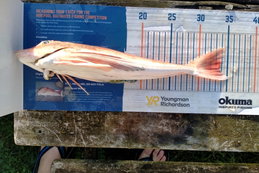 Alex Buchanan caught this 33.5cm Gurnard at Thames during The Export NZ Fishing Competition