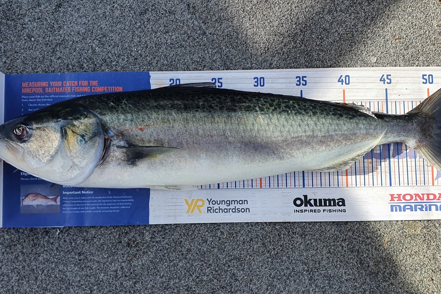 Simon Roberts caught this 52.5cm Kahawai at Coromandel  during The Export NZ Fishing Competition