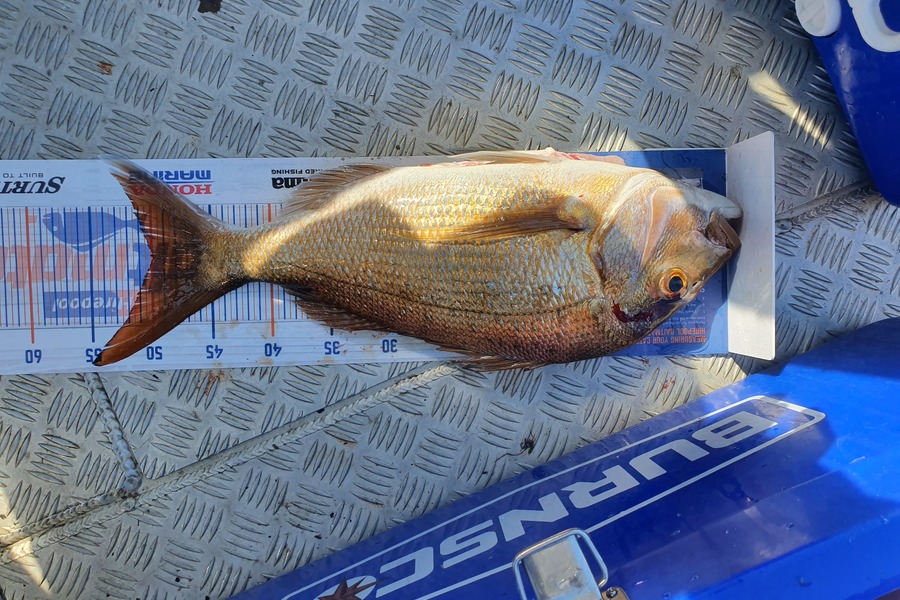 James Bailey caught this 50.0cm Snapper at Tauranga Harbour during The Export NZ Fishing Competition