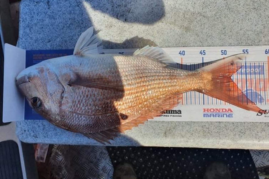 Craig Pinfold caught this 51cm Snapper at Whanganui  during The Export NZ Fishing Competition