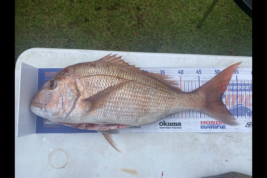 Daniel Poole caught this 51.0cm Snapper at Hen and chicks during The Export NZ Fishing Competition