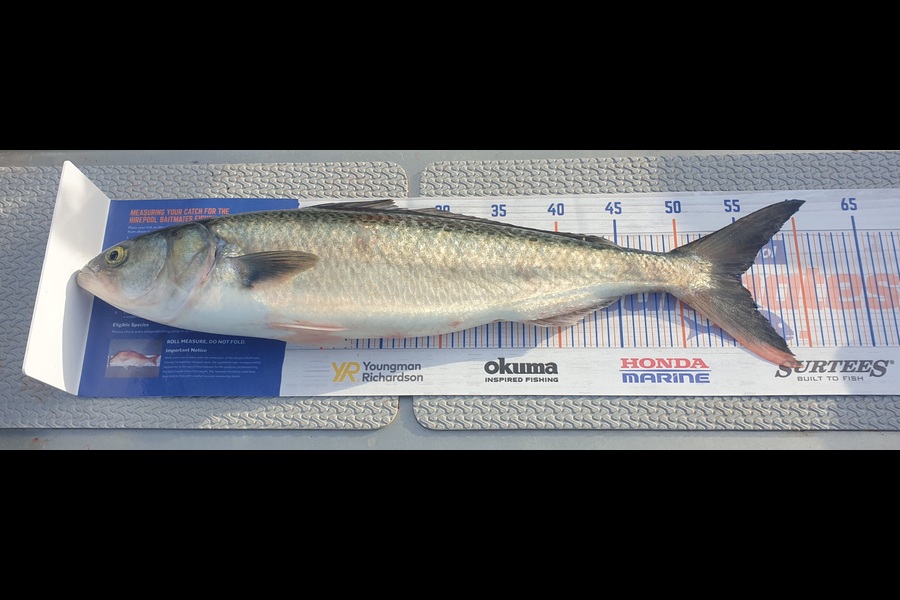 Ken McDonald caught this 55.0cm Kahawai at Mt Maunganui  during The Export NZ Fishing Competition