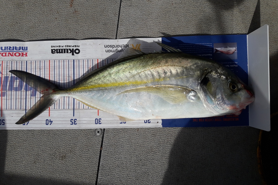 Enoch Vahua caught this 41cm Trevally at Tauranga harbour  during The Export NZ Fishing Competition