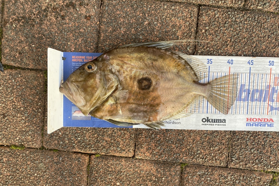 Josiah Atkinson caught this 42.0cm John Dory at Whanarua Bay during The Export NZ Fishing Competition
