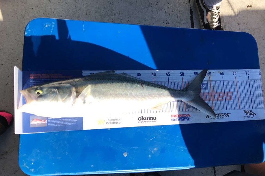 Ethan Buchanan caught this 55.0cm Kahawai at Firth of thames during The Export NZ Fishing Competition