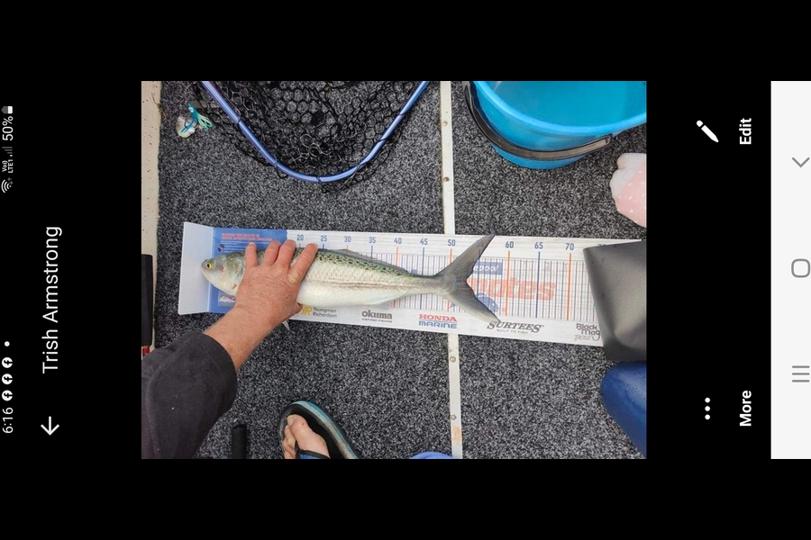 Shane Cole caught this 53.0cm Kahawai at Tauranga during The Export NZ Fishing Competition