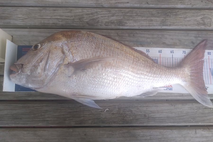Geoff Preston caught this 77.0cm Snapper at Mokau during The Export NZ Fishing Competition