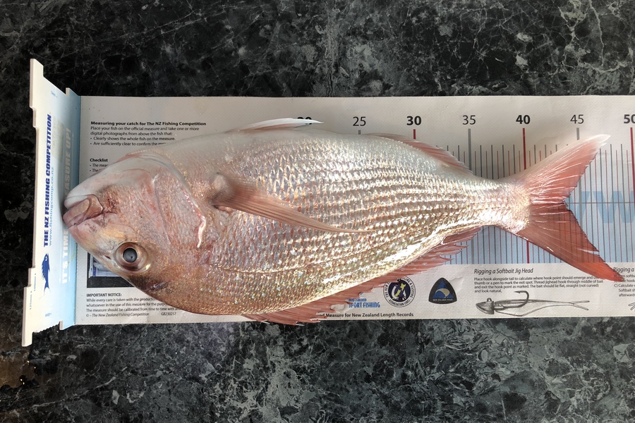 Daneo  Huxtable  caught this 43.5cm Snapper at Tauranga harbour during The Export NZ Fishing Competition