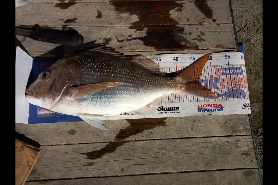 Nigel Sylva caught this 46.0cm Snapper at Te Horo during The Export NZ Fishing Competition
