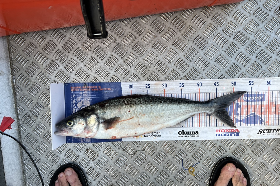 Geoffrey Collins caught this 47.0cm Kahawai at Waihi beach  during The Export NZ Fishing Competition