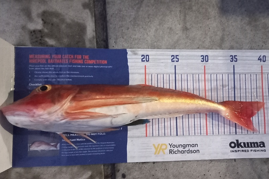 Shane Reynolds caught this 37.5cm Gurnard at Green marker during The Export NZ Fishing Competition