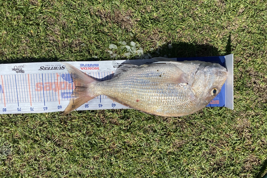 Christopher Eden caught this 54.0cm Snapper at Firth of Thames  during The Export NZ Fishing Competition