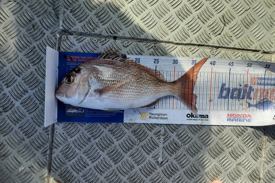 Hayden Parker caught this 35.0cm Snapper at Kaipara harbour during The Export NZ Fishing Competition