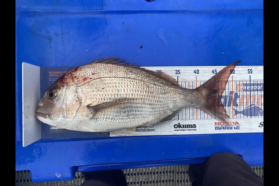 Craig Gowler caught this 46.5cm Snapper at HAWKESBAY  during The Export NZ Fishing Competition