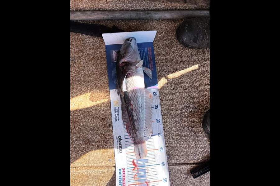 Mike Ashton caught this 42.5cm Blue Cod at Otago harbour during The Export NZ Fishing Competition