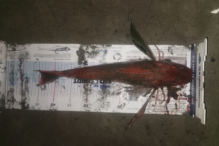 Liam Holliday caught this 44.0cm Gurnard at Kapiti during The Export NZ Fishing Competition