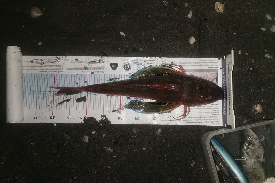 Liam Holliday caught this 47cm Gurnard at Kapiti during The Export NZ Fishing Competition