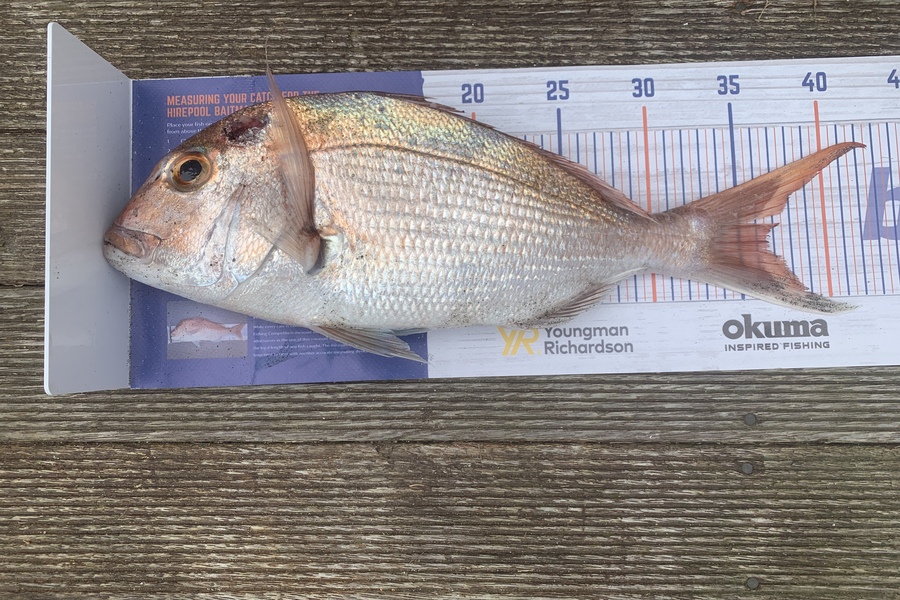 Ben  Macleman  caught this 36.0cm Snapper at Bay of plenty during The Export NZ Fishing Competition