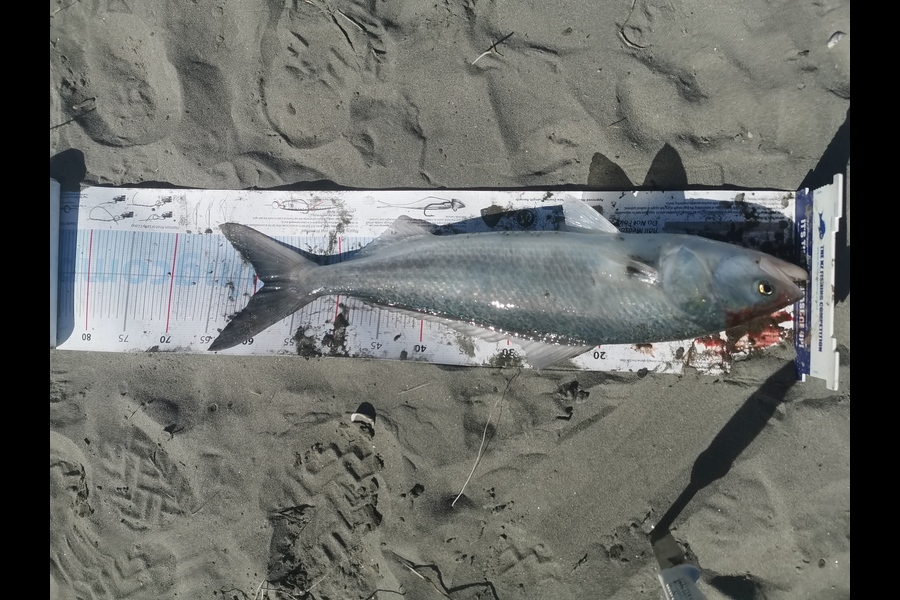 Liam Holliday caught this 59.0cm Kahawai at Kapiti during The Export NZ Fishing Competition