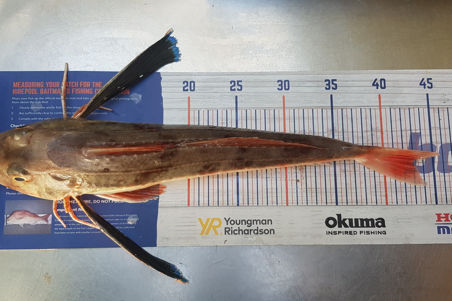 kristal cole caught this 42cm Gurnard at Stewart island  during The Export NZ Fishing Competition