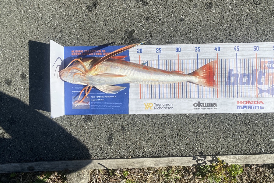 Josh Woodley caught this 39.0cm Gurnard at Okiwi bay during The Export NZ Fishing Competition