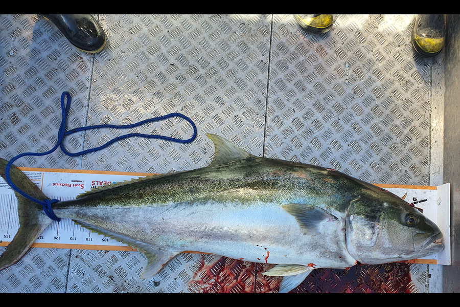 Adam Liddington caught this 131.5cm Kingfish at Top of the South during The Export NZ Fishing Competition