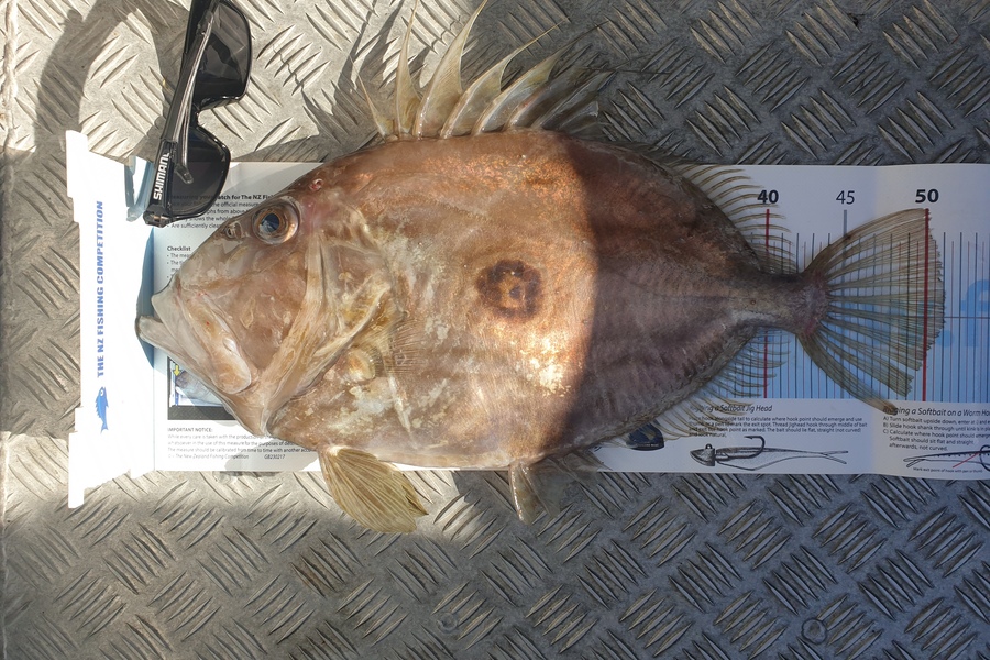 Craig Simpson caught this 51.0cm John Dory at Makara during The Export NZ Fishing Competition