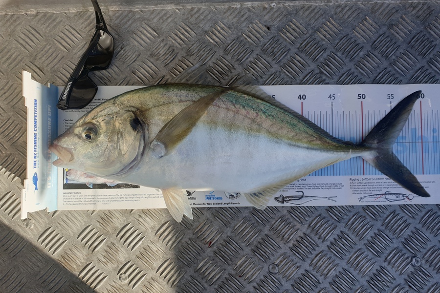 Craig Simpson caught this 55.0cm Trevally at Puk Bay  during The Export NZ Fishing Competition