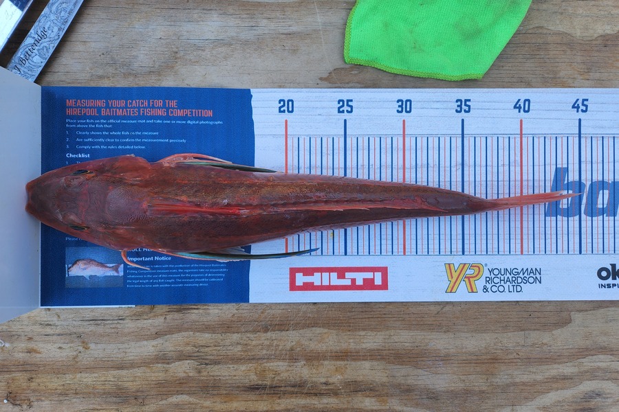 Alex Betteridge caught this 43.0cm Gurnard at Kapiti during The Export NZ Fishing Competition