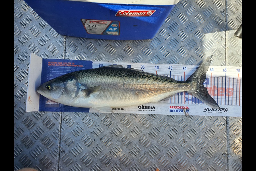 Adam Liddington caught this 56.5cm Kahawai at Top of the south during The Export NZ Fishing Competition