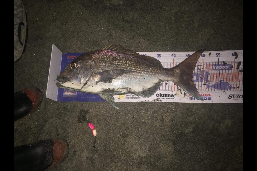 Francois Caudwell caught this 46.0cm Snapper at Pukahina during The Export NZ Fishing Competition