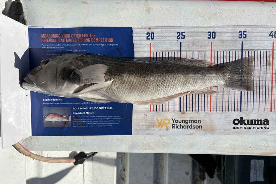 Kody Cotton caught this 37.0cm Blue Cod at Tasman Bay during The Export NZ Fishing Competition