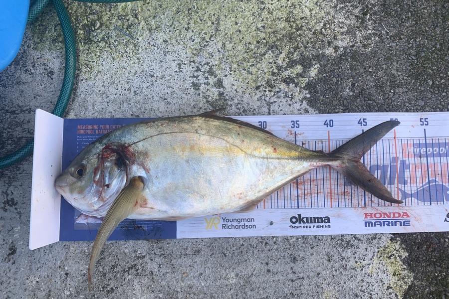 Chris Senior caught this 44.0cm Trevally at Mana during The Export NZ Fishing Competition