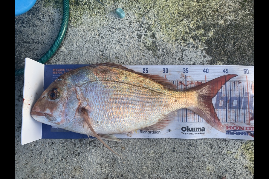 Chris Senior caught this 41.0cm Snapper at Mana during The Export NZ Fishing Competition
