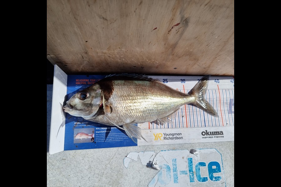 Bronwyn Broomhall caught this 35.5cm Tarakihi at Doubtful Sound during The Export NZ Fishing Competition