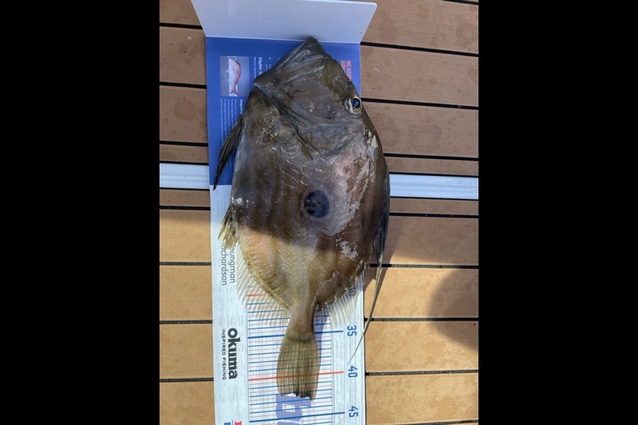 Richard Squire caught this 42.0cm John Dory at Mana during The Export NZ Fishing Competition