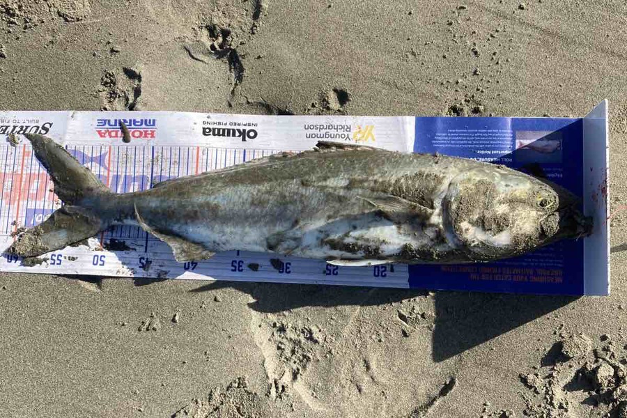 Viv Radich caught this 54.5cm Kahawai at Foxton during The Export NZ Fishing Competition