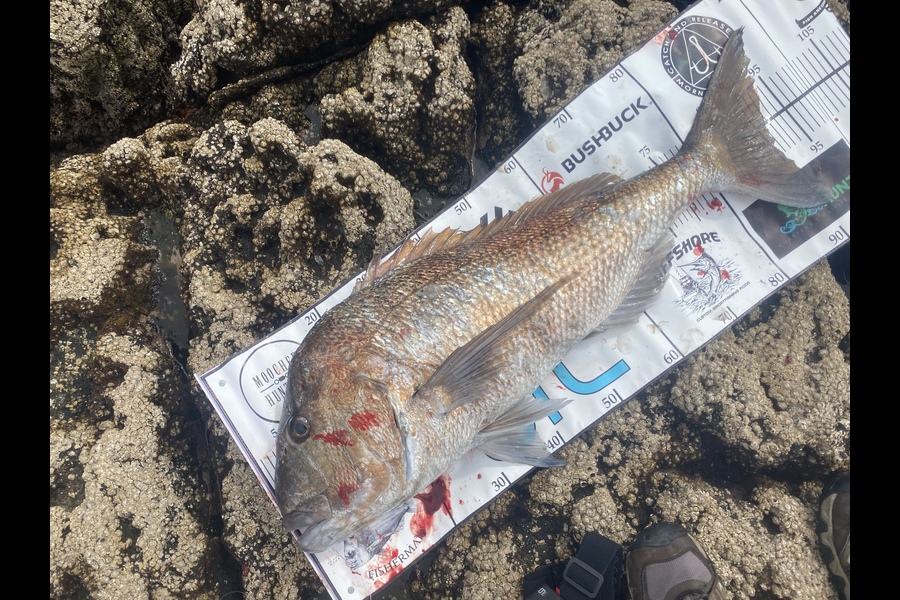 Rhys Honiss caught this 91.0cm Snapper at Great Barrier Island during The Export NZ Fishing Competition
