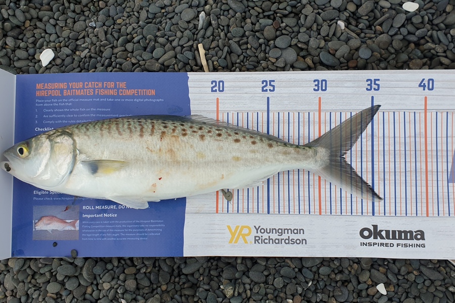 Nigel Woods caught this 32.0cm Kahawai at Napier during The Export NZ Fishing Competition