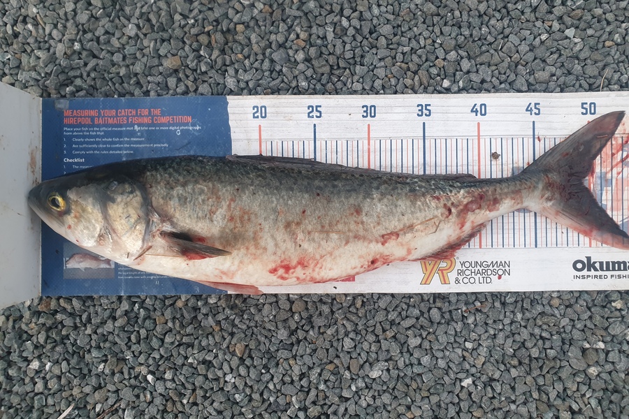 Rodney Niven caught this 49.0cm Kahawai at Mana during The Export NZ Fishing Competition