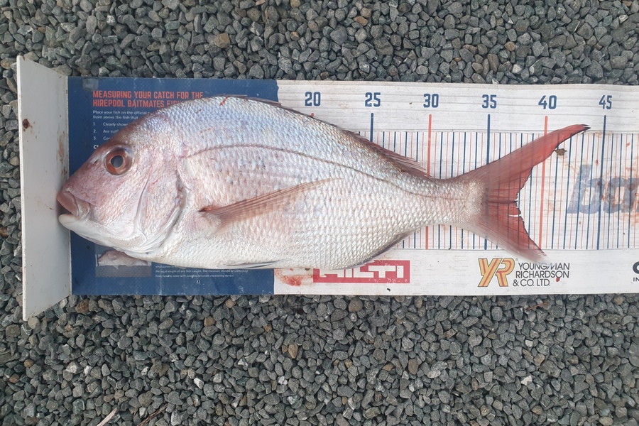 Rodney Niven caught this 37.5cm Snapper at Mana during The Export NZ Fishing Competition