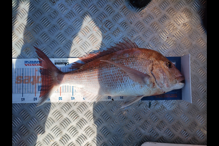 Dave Drollet caught this 57.0cm Snapper at Foxton during The Export NZ Fishing Competition