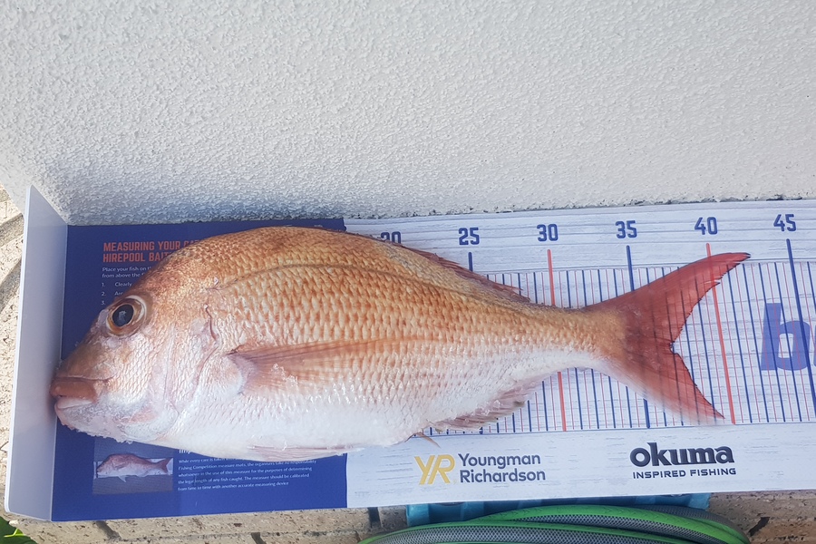 Dylan Feldtman caught this 36.5cm Snapper at Eastern waiheke  during The Export NZ Fishing Competition