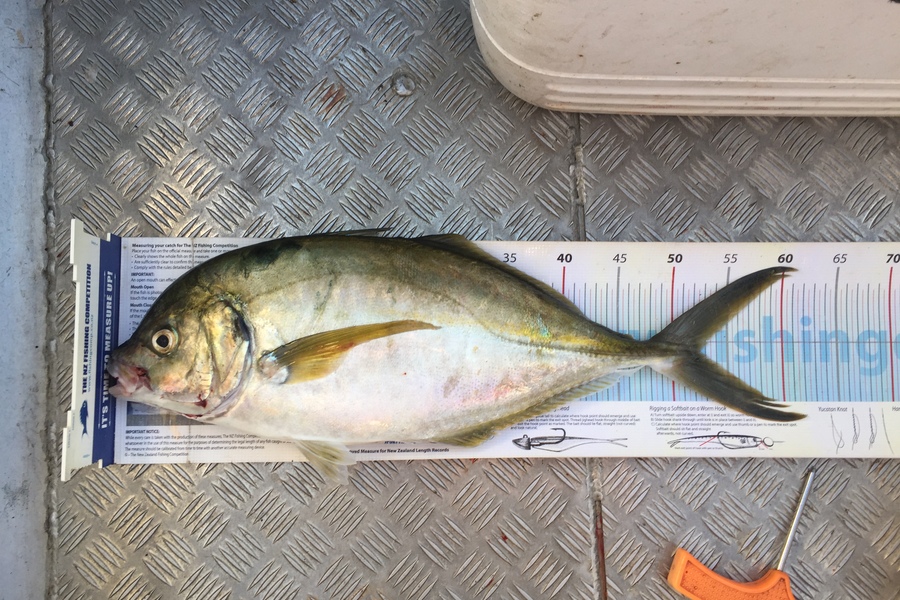 Scott Marriott caught this 52.0cm Trevally at Waikanae  during The Export NZ Fishing Competition