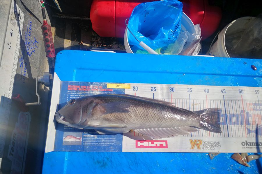 Leigh Page caught this 43.0cm Blue Cod at Wellington south coast during The Export NZ Fishing Competition